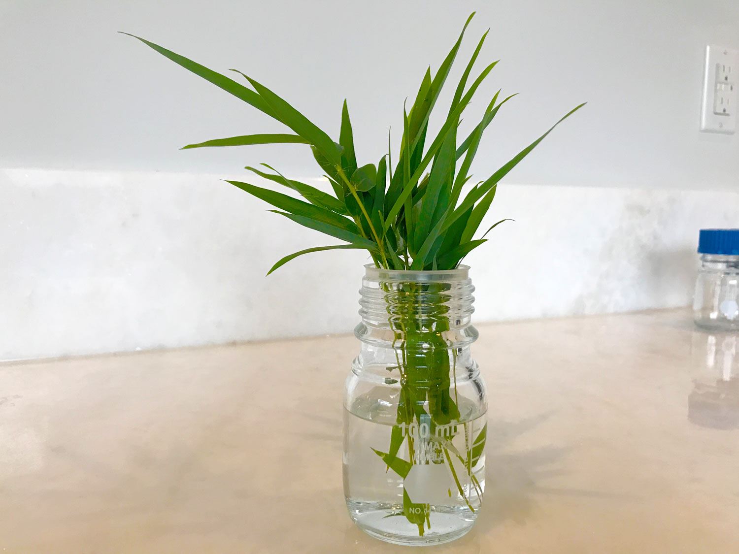 Naturals & plant extracts